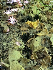 Xylaria polymorpha