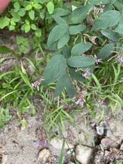 Desmodium canadense