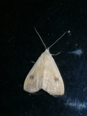 Rivula sericealis