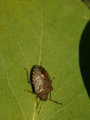 Peribalus strictus vernalis