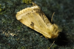 Heliothis peltigera
