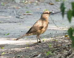 Turdus grayi