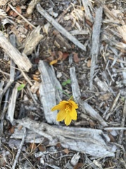 Zephyranthes tubispatha