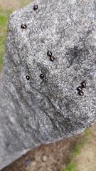 Exochomus quadripustulatus