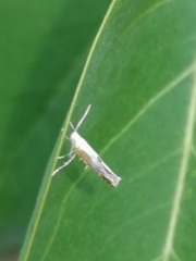 Argyresthia