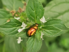 Chrysolina varians