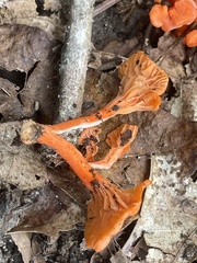 Cantharellus cinnabarinus