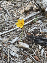Zephyranthes tubispatha