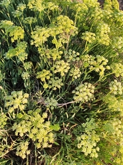 Crithmum maritimum