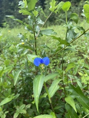 Commelina communis