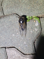 Cryptotympana atrata