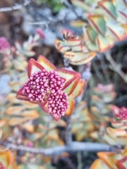 Crassula rupestris