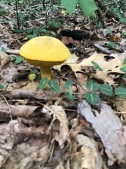 Retiboletus ornatipes