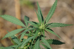 Cannabis sativa