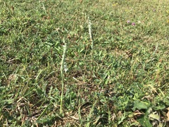 Spiranthes spiralis