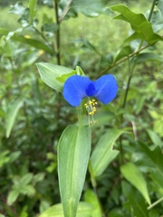 Commelina communis