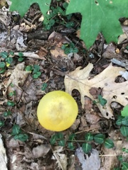 Retiboletus ornatipes