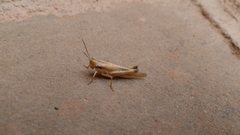 Morphacris fasciata