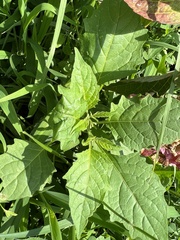 Solanum emulans