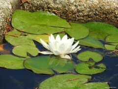 Nymphaea alba