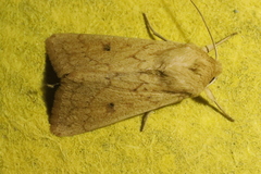 Mythimna vitellina