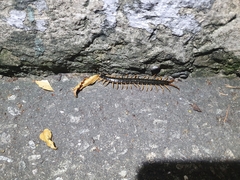 Scolopendra mutilans