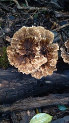 Cymatoderma dendriticum