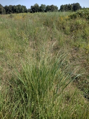 Panicum virgatum