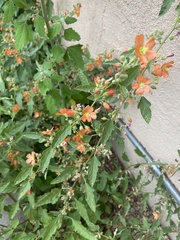 Sphaeralcea ambigua