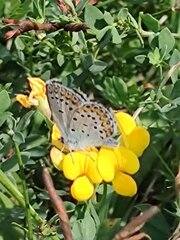 Plebejus