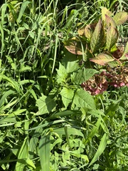 Solanum emulans