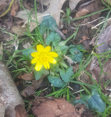 Ficaria verna