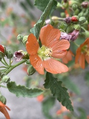 Sphaeralcea ambigua