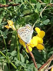 Plebejus