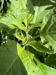 Solanum emulans