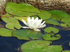 Nymphaea alba