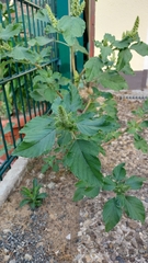 Amaranthus retroflexus