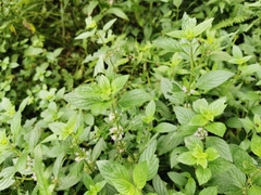 Mentha arvensis