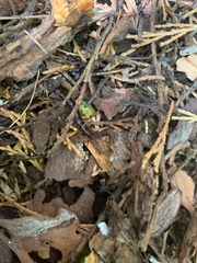 Arthropoda