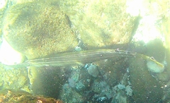 Aulostomidae