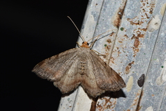Macaria minorata