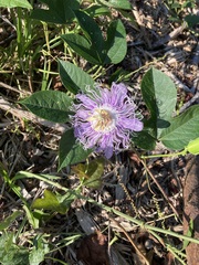 Passiflora incarnata