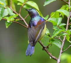 Anthreptes malacensis