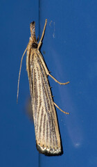 Agriphila vulgivagellus