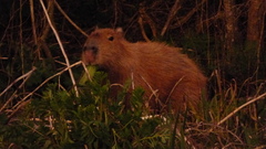 Hydrochoerus hydrochaeris