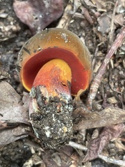 Neoboletus luridiformis