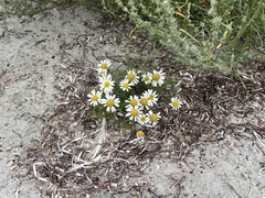 Tripleurospermum maritimum