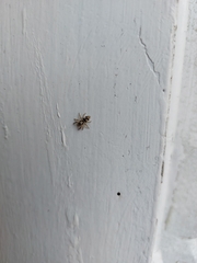 Salticus scenicus