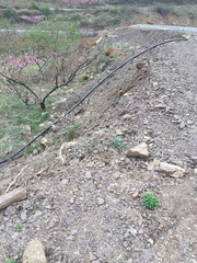 Bothriospermum longistylum