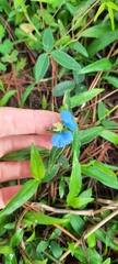 Commelina erecta